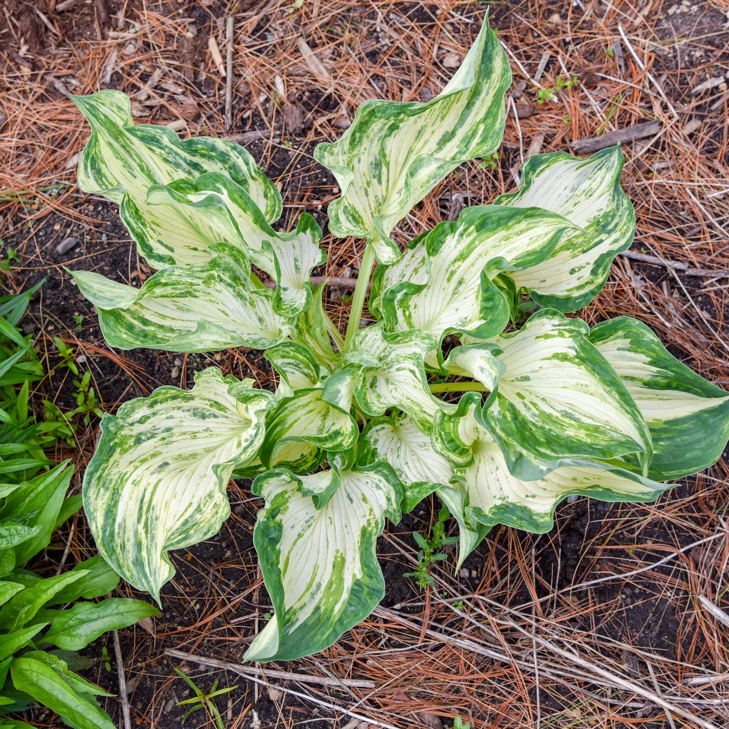Hosta Frog in My Throat 5.25" Pot Well Rooted Perennial Shade Plant