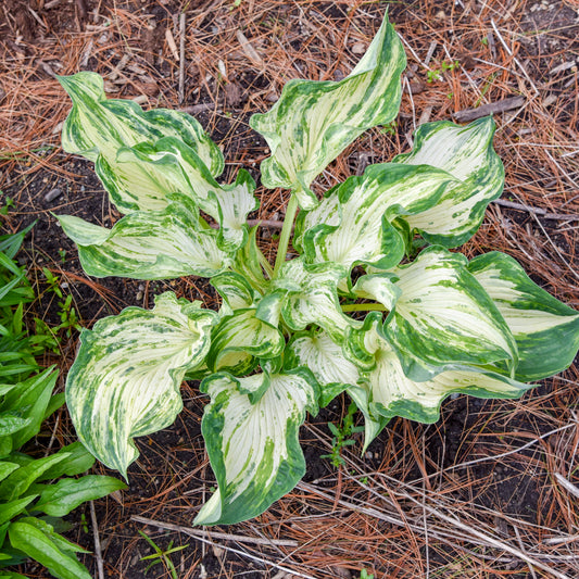 Hosta Frog in My Throat 5.25" Pot Well Rooted Perennial Shade Plant