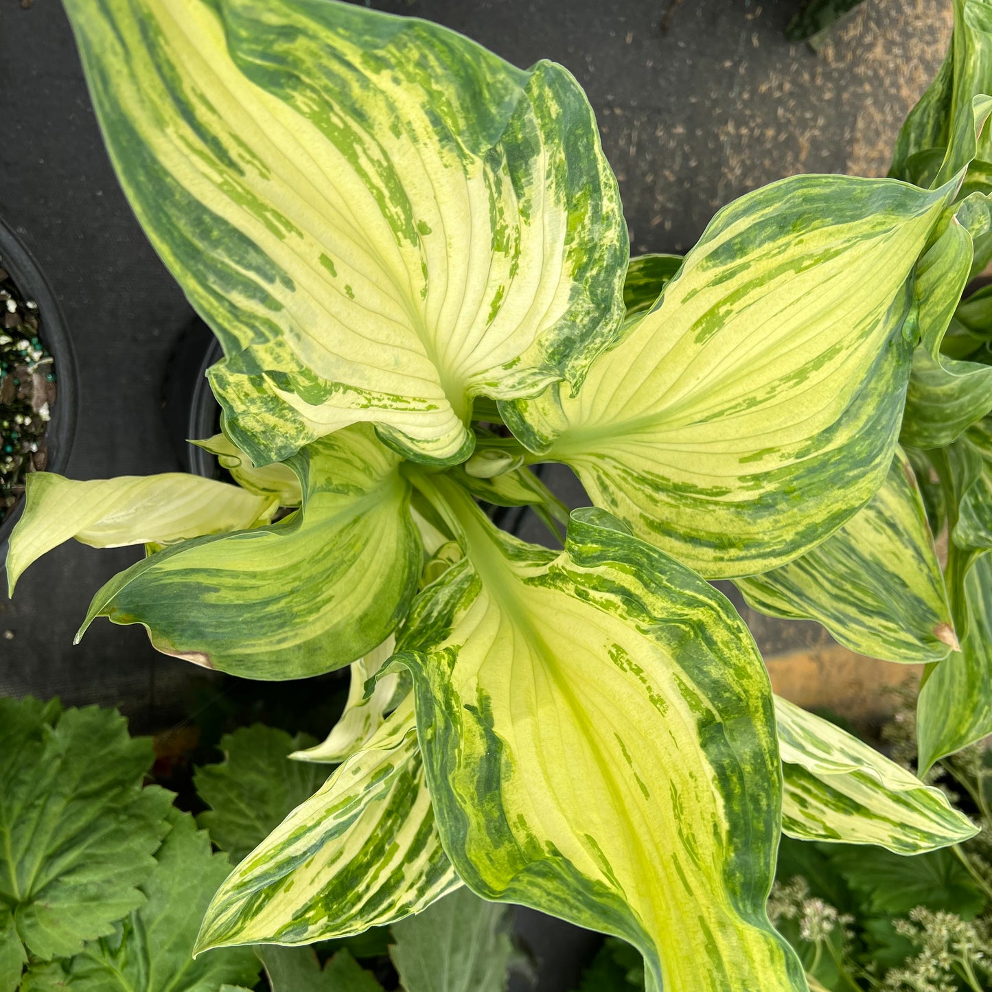 Hosta Frog in My Throat 5.25" Pot Well Rooted Perennial Shade Plant