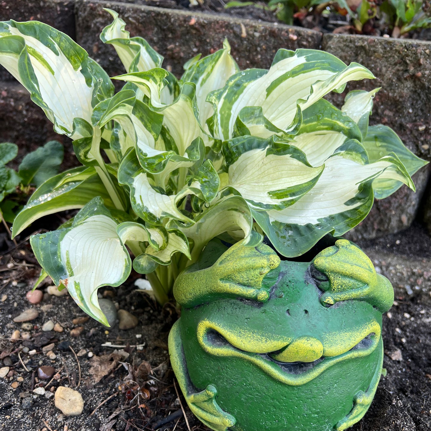 Hosta Frog in My Throat 5.25" Pot Well Rooted Perennial Shade Plant