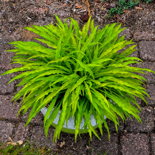 Party Streamers Hosta 5.25" Pot Crazy Leaves Shade Perennial