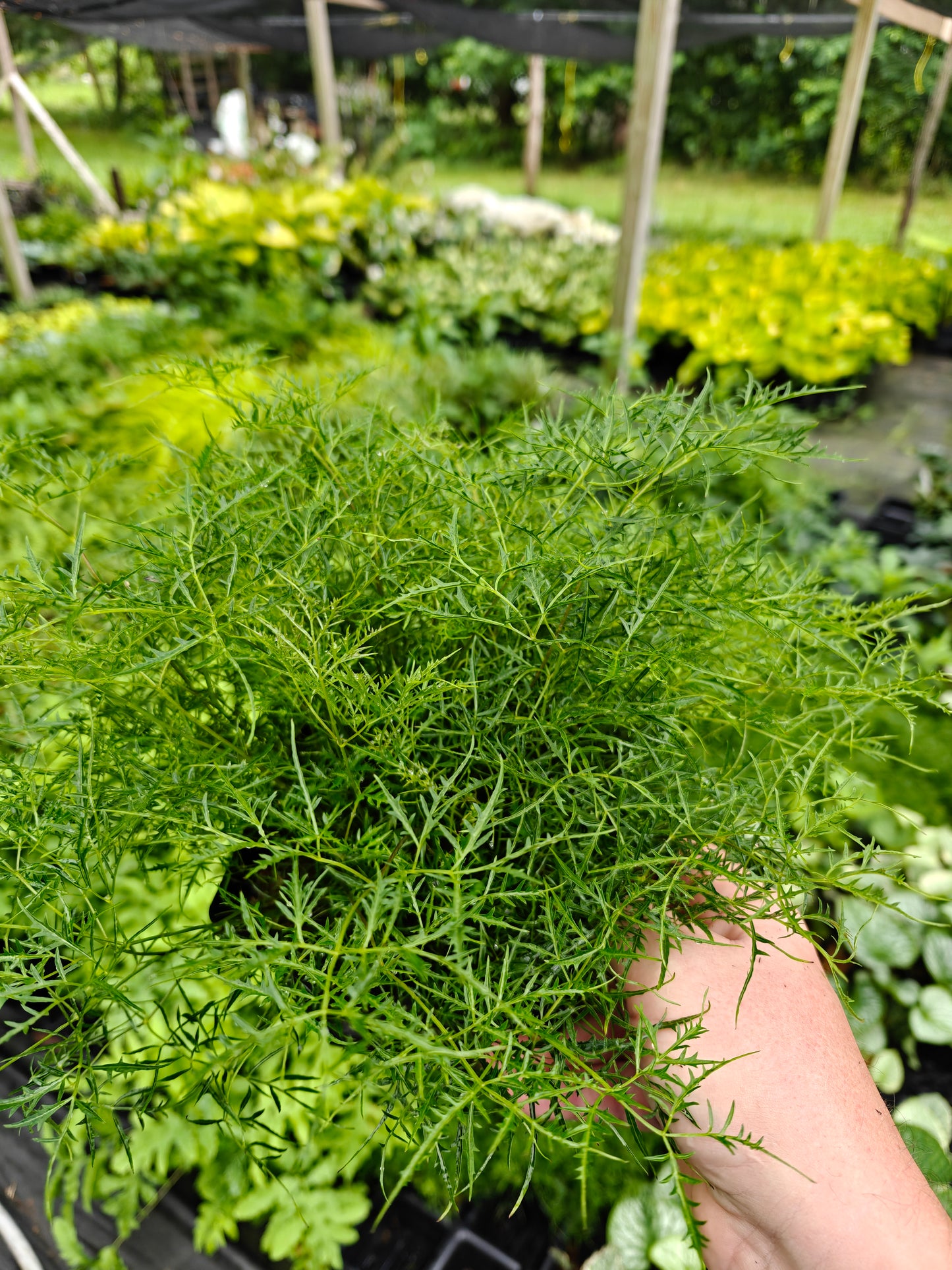 Aruncus Fairy Hair Goats Beard 5.25" Pot Well Rooted Perennial Shade Plant