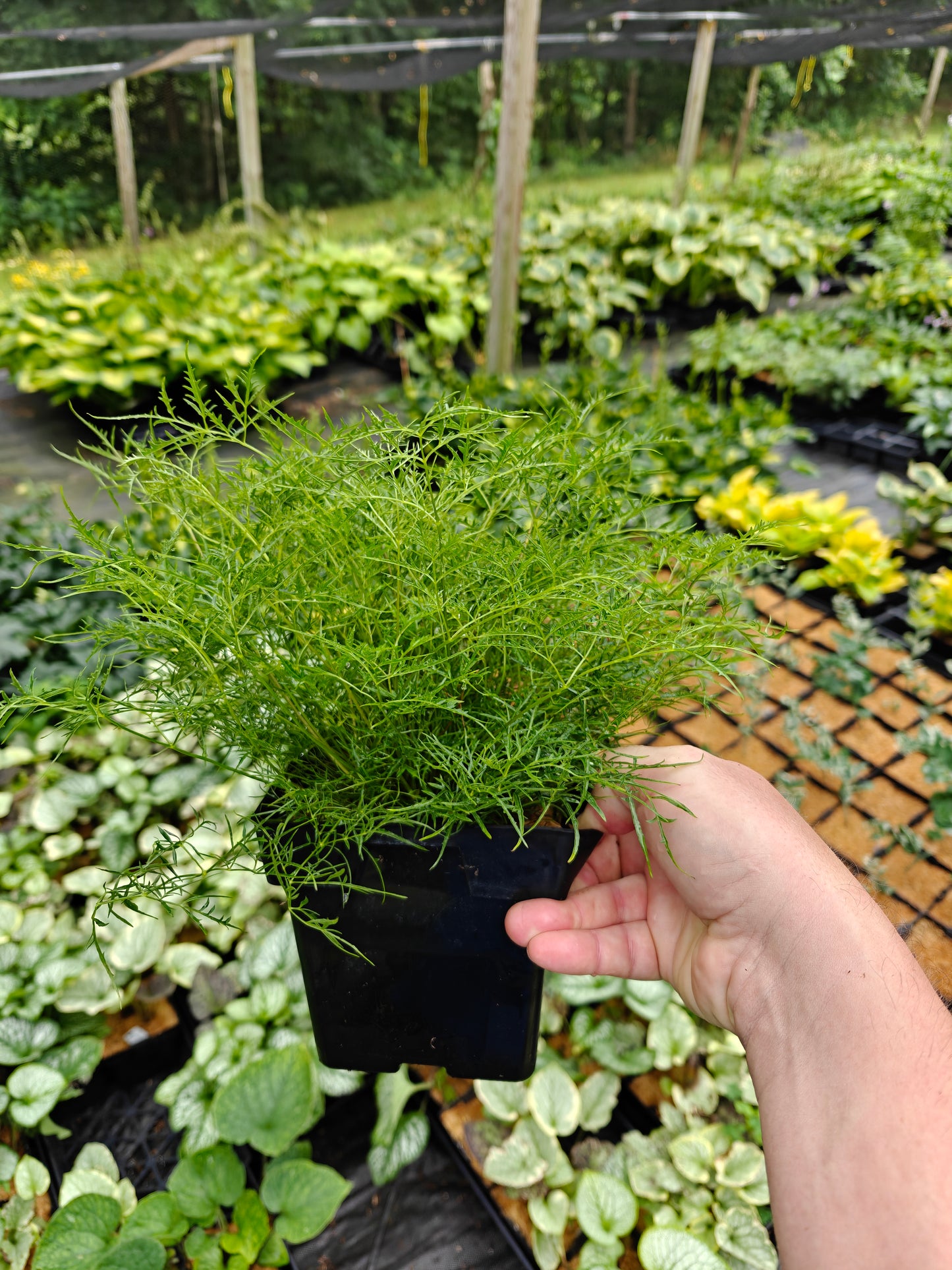 Aruncus Fairy Hair Goats Beard 5.25" Pot Well Rooted Perennial Shade Plant