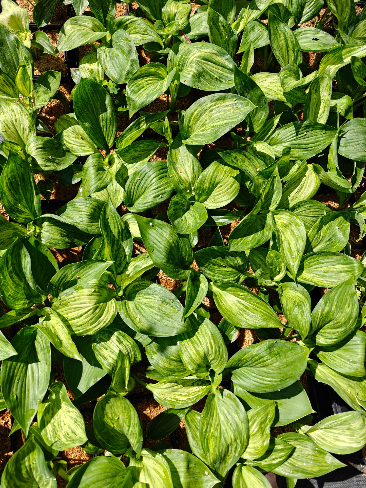 Hosta Emperor's New Clothes 5.25" Pot Unique and New Perennial Shade Plant