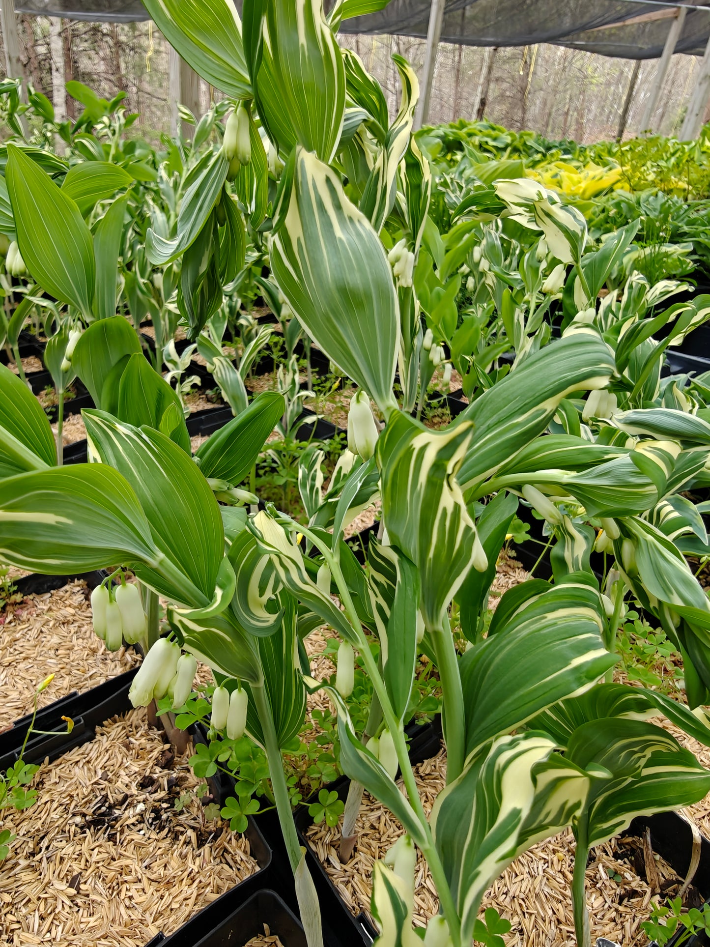 Polygonatum x hybridum striatum 5.25" Pot Well Rooted Perennial Solomon's Seal