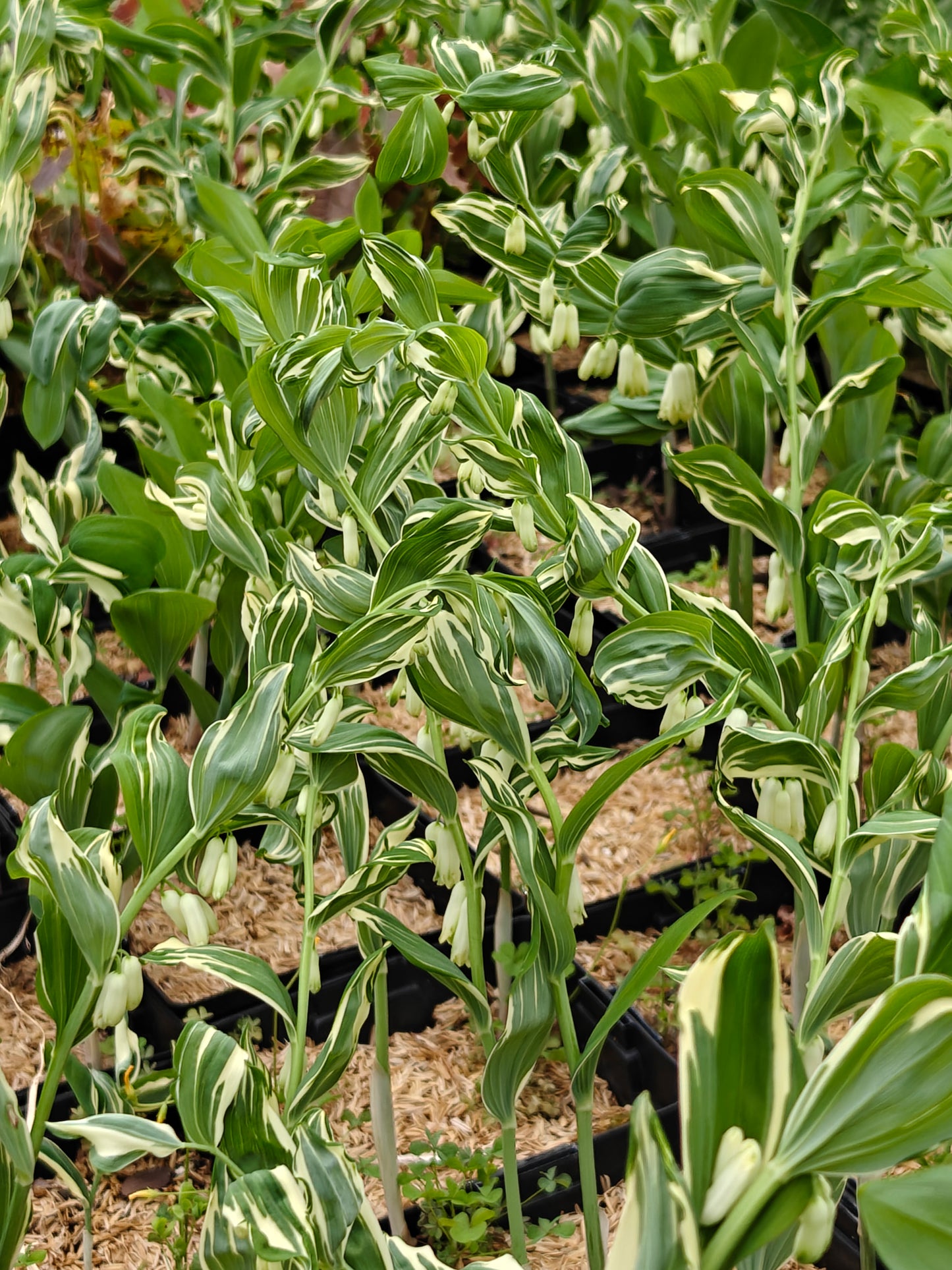 Polygonatum x hybridum striatum 5.25" Pot Well Rooted Perennial Solomon's Seal
