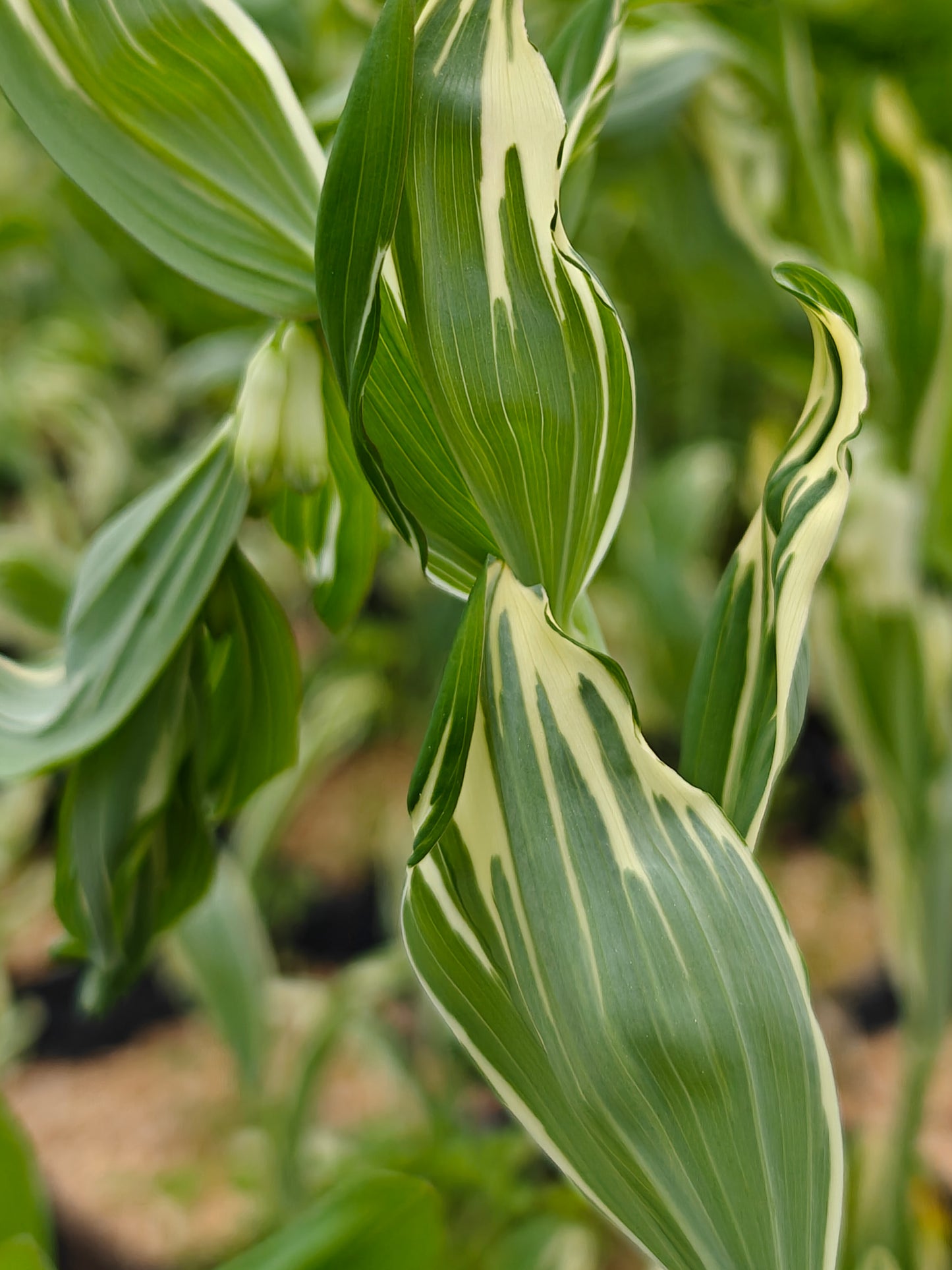Polygonatum x hybridum striatum 5.25" Pot Well Rooted Perennial Solomon's Seal