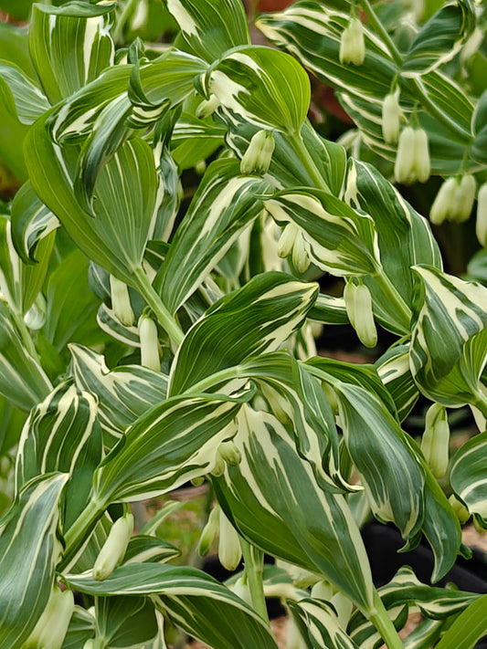 Polygonatum x hybridum striatum 5.25" Pot Well Rooted Perennial Solomon's Seal