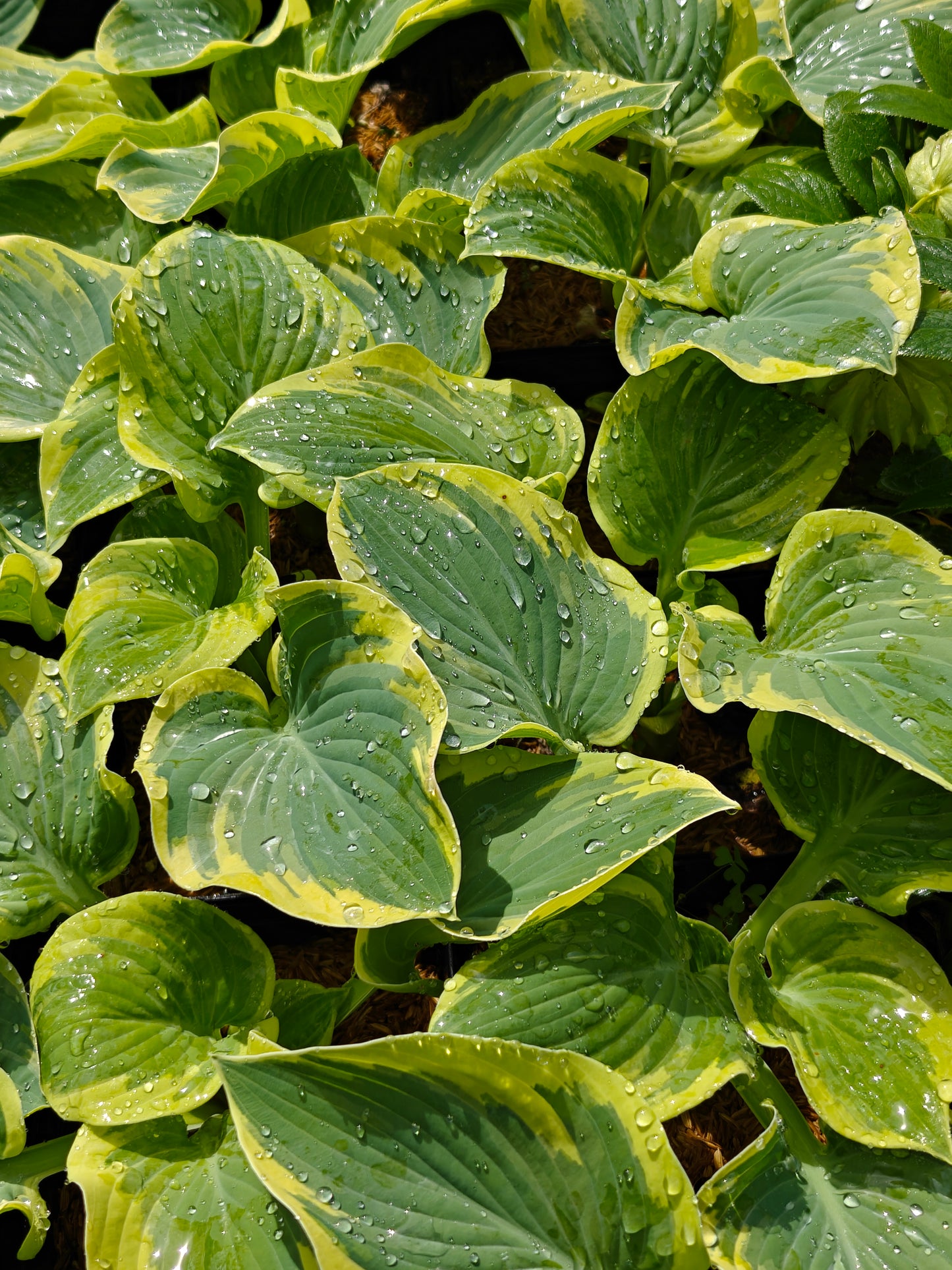 Hosta Breakwater 5.25" Pot Well Rooted Perennial Shade Plant