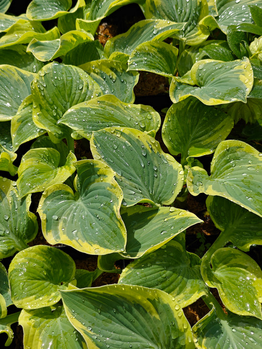 Hosta Breakwater 5.25" Pot Well Rooted Perennial Shade Plant