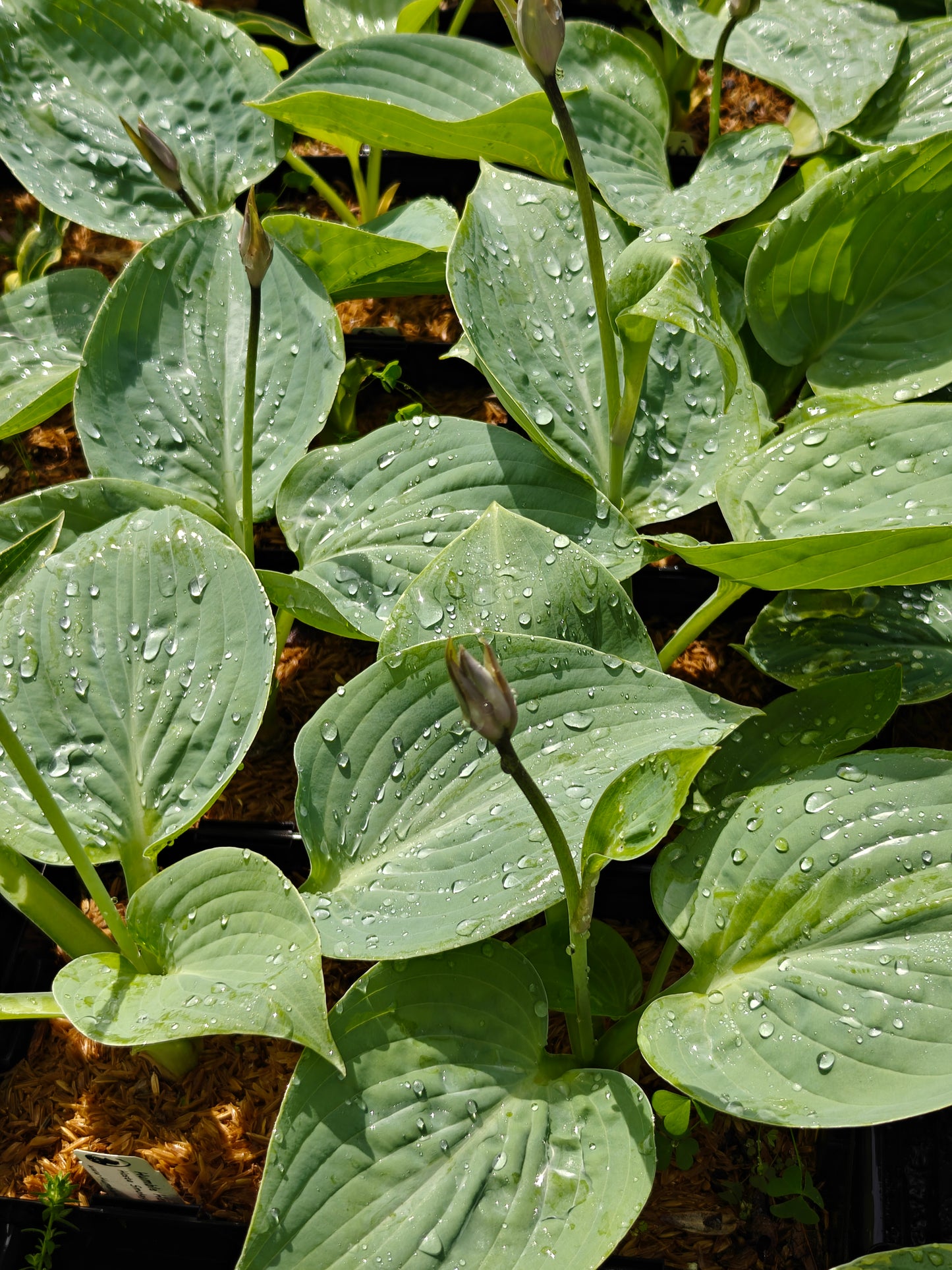 Hosta Smokey Mountain Blues 5.25" Pot Well Rooted Perennial Shade Plant