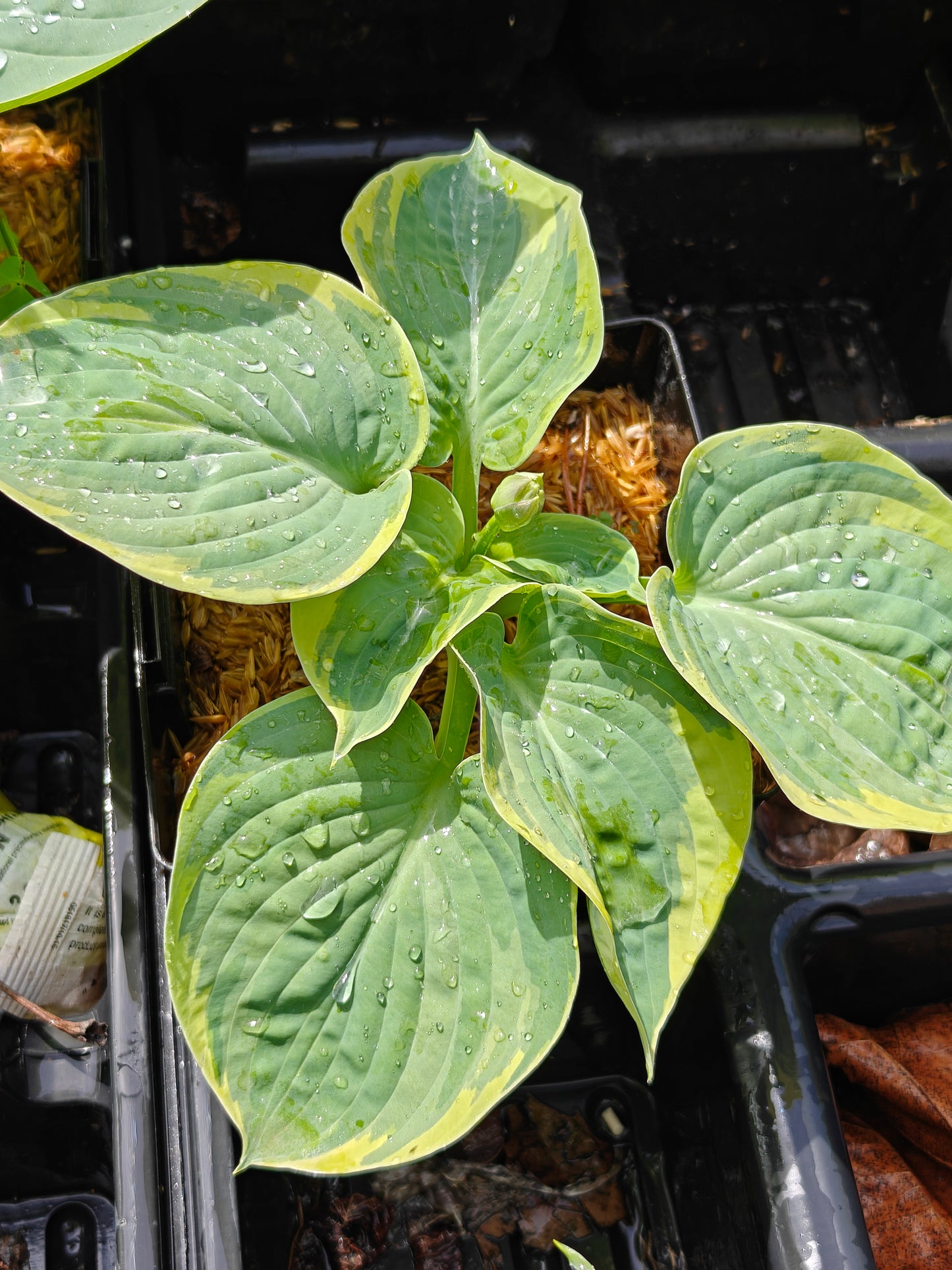Hosta Blueberries and Cream 5.25" Pot Well Rooted Perennial Shade Plant