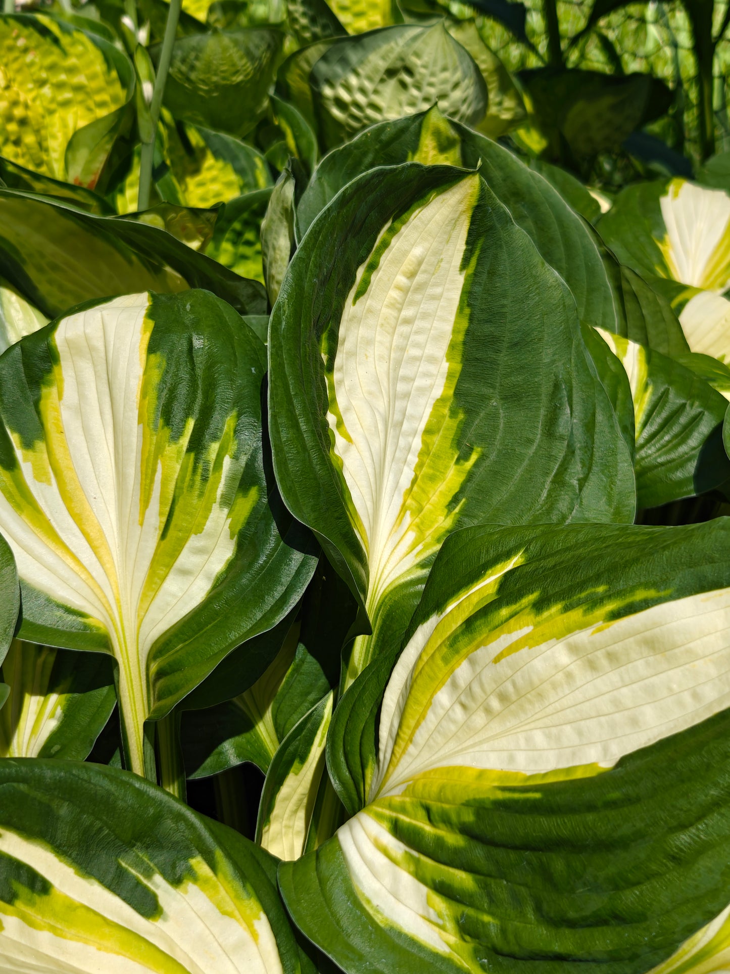 Hosta Vulcan Well Rooted 5.25" Pot Perennial Shade Hardy Plant
