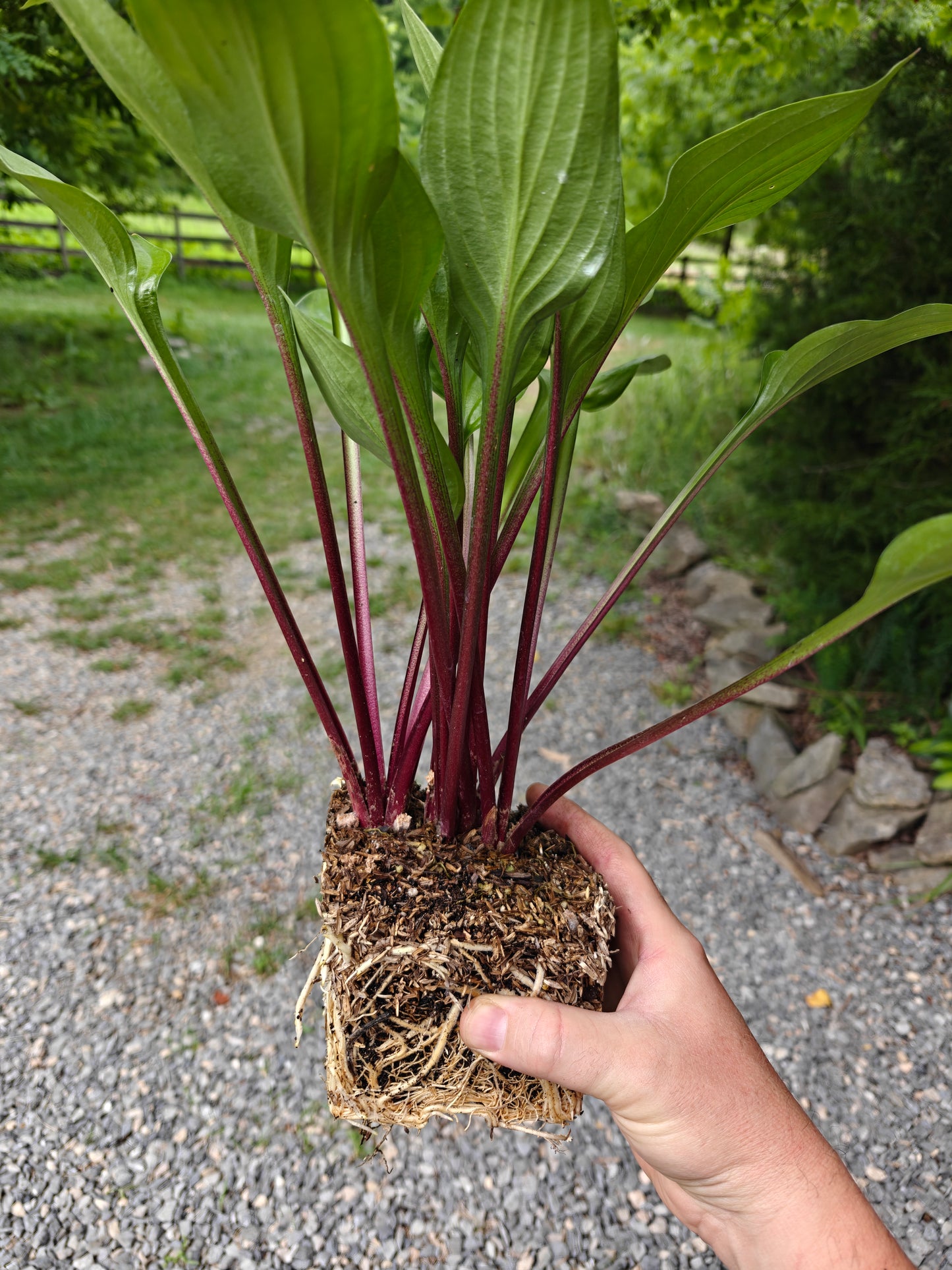 Hosta Wild Cherry – Shade-Loving Perennial with Glossy Vibrant Foliage