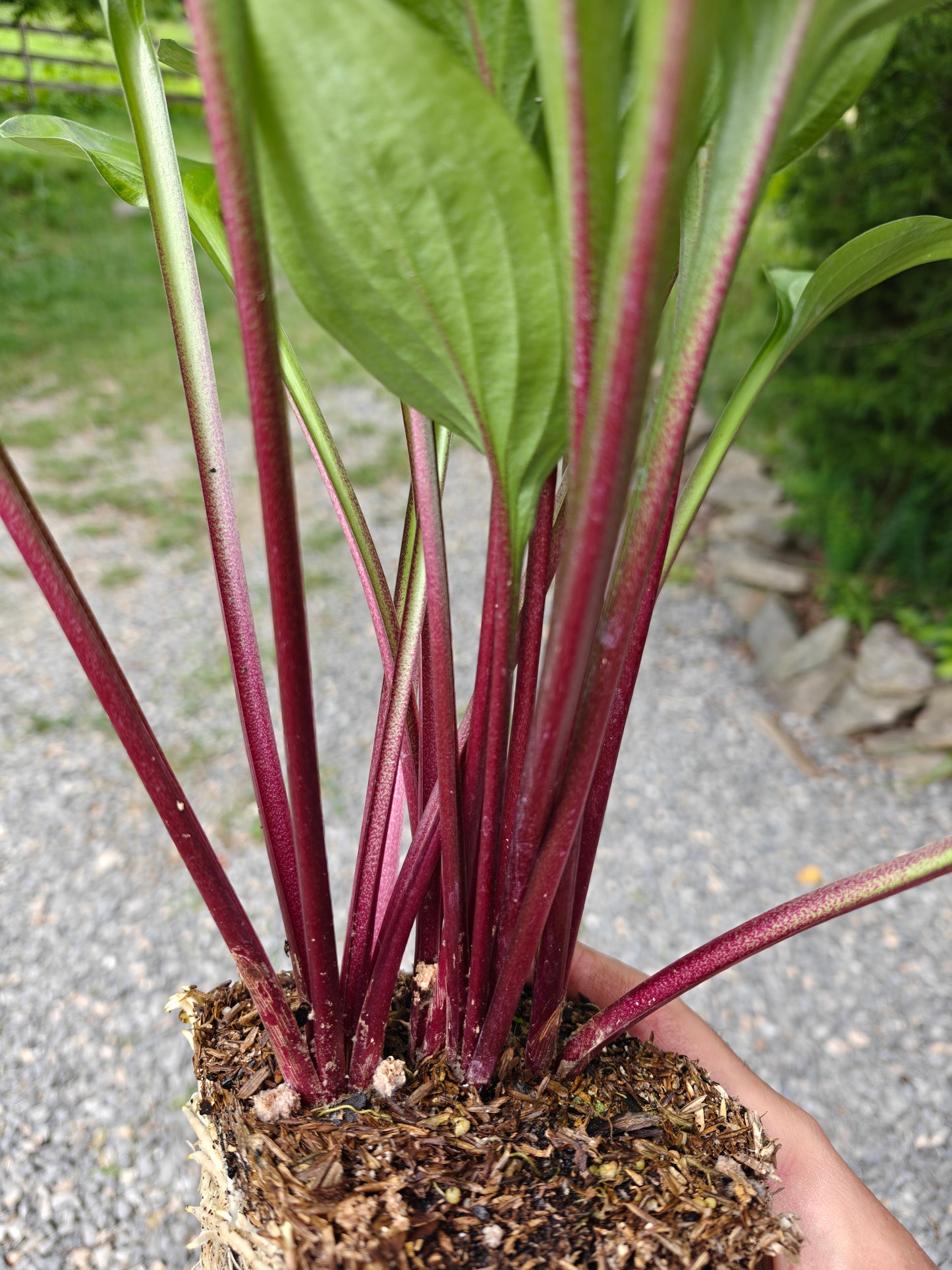 Hosta Wild Cherry – Shade-Loving Perennial with Glossy Vibrant Foliage