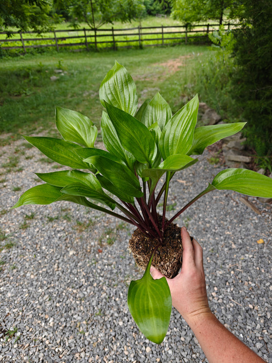 Hosta Wild Cherry – Shade-Loving Perennial with Glossy Vibrant Foliage