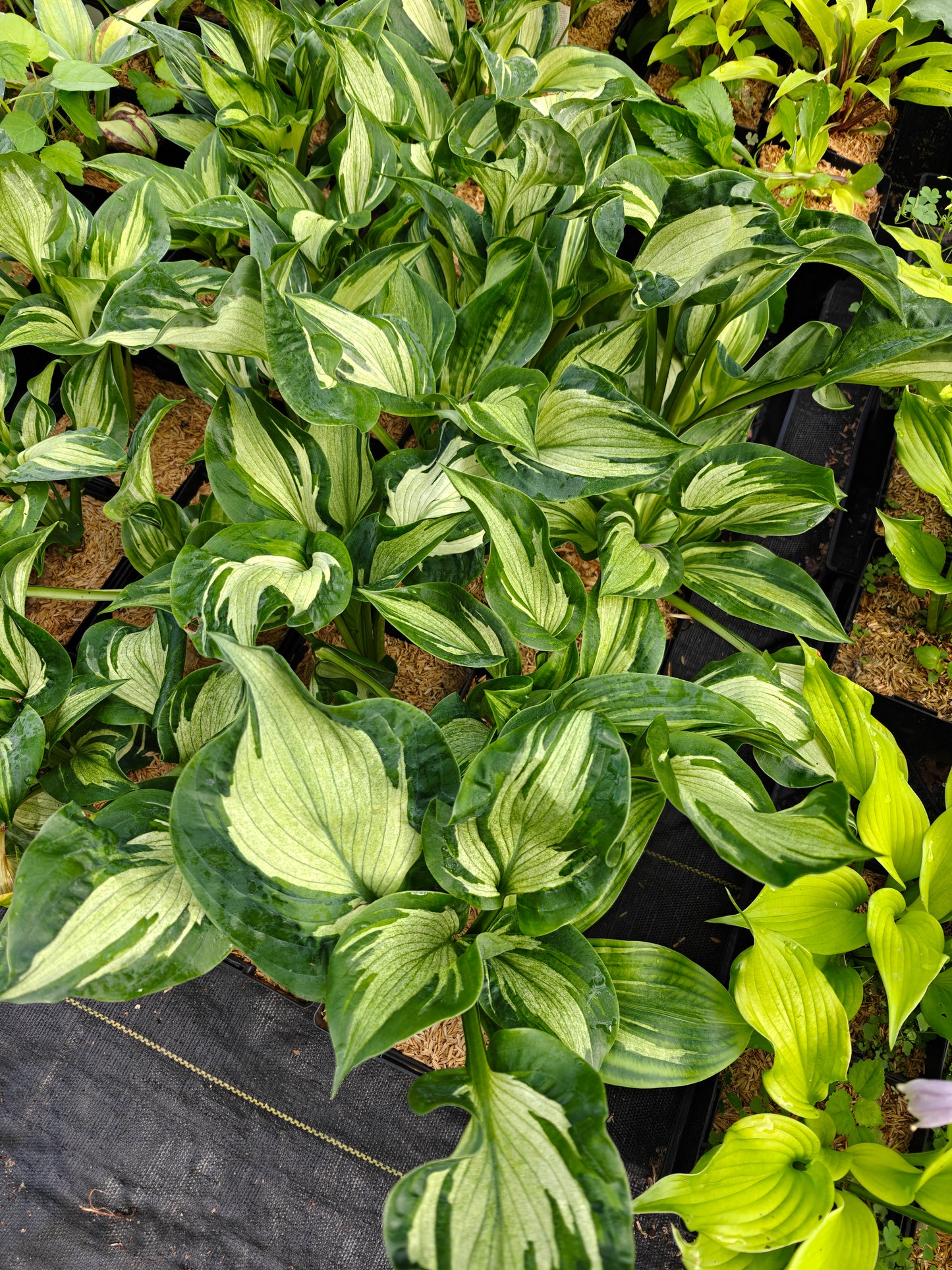 Hosta Frog in My Throat 5.25" Pot Well Rooted Perennial Shade Plant