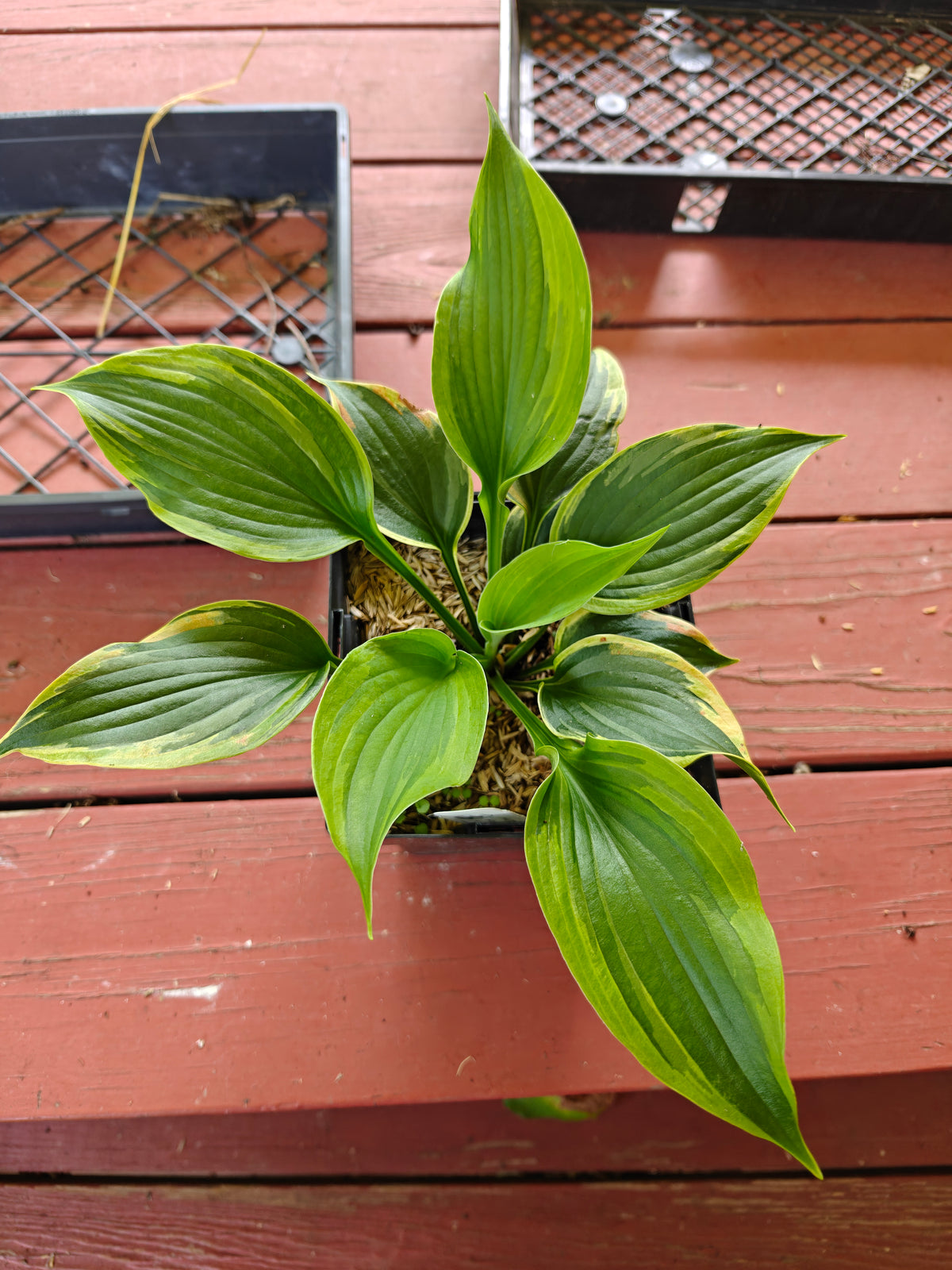 Hosta Tatooine 5.25" Pot Well Rooted Perennial Shade Plant