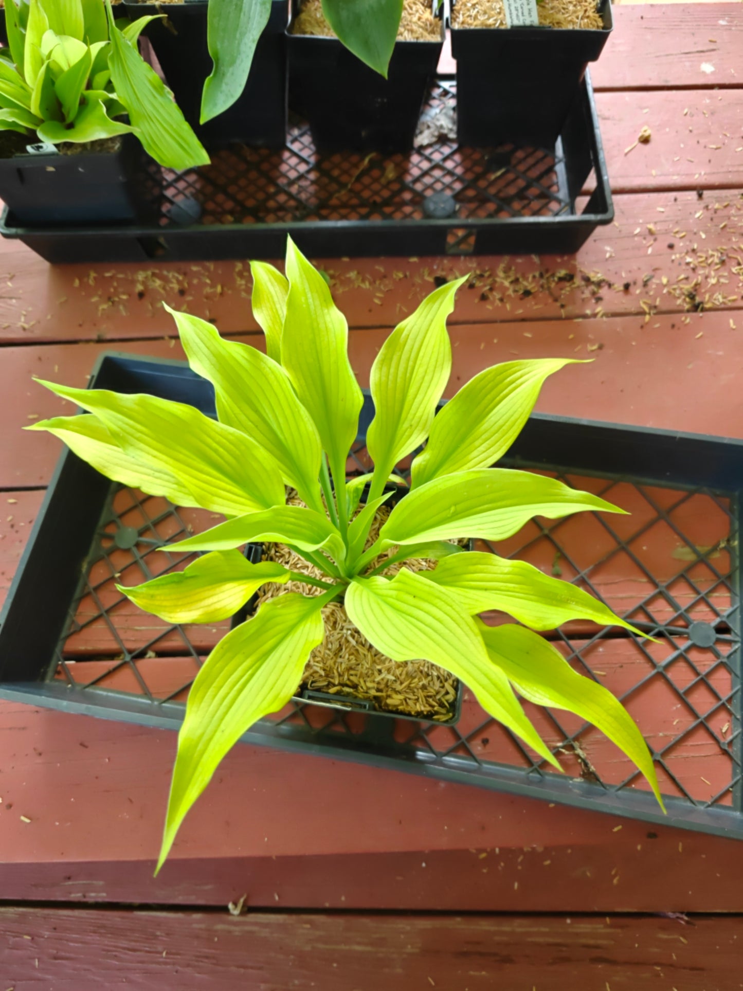 Hosta Relentless 5.25" Pot Well Rooted Perennial Shade Plant Full Season Yellow!