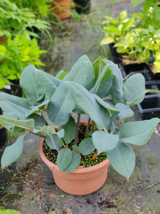 Amorphophallus macrophyllus 'Bluto' Tropical Tuberous Aroid