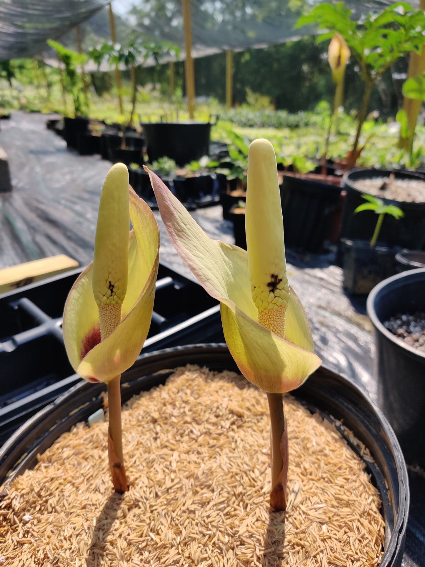 Amorphophallus fuscus Tropical Tuberous Aroid