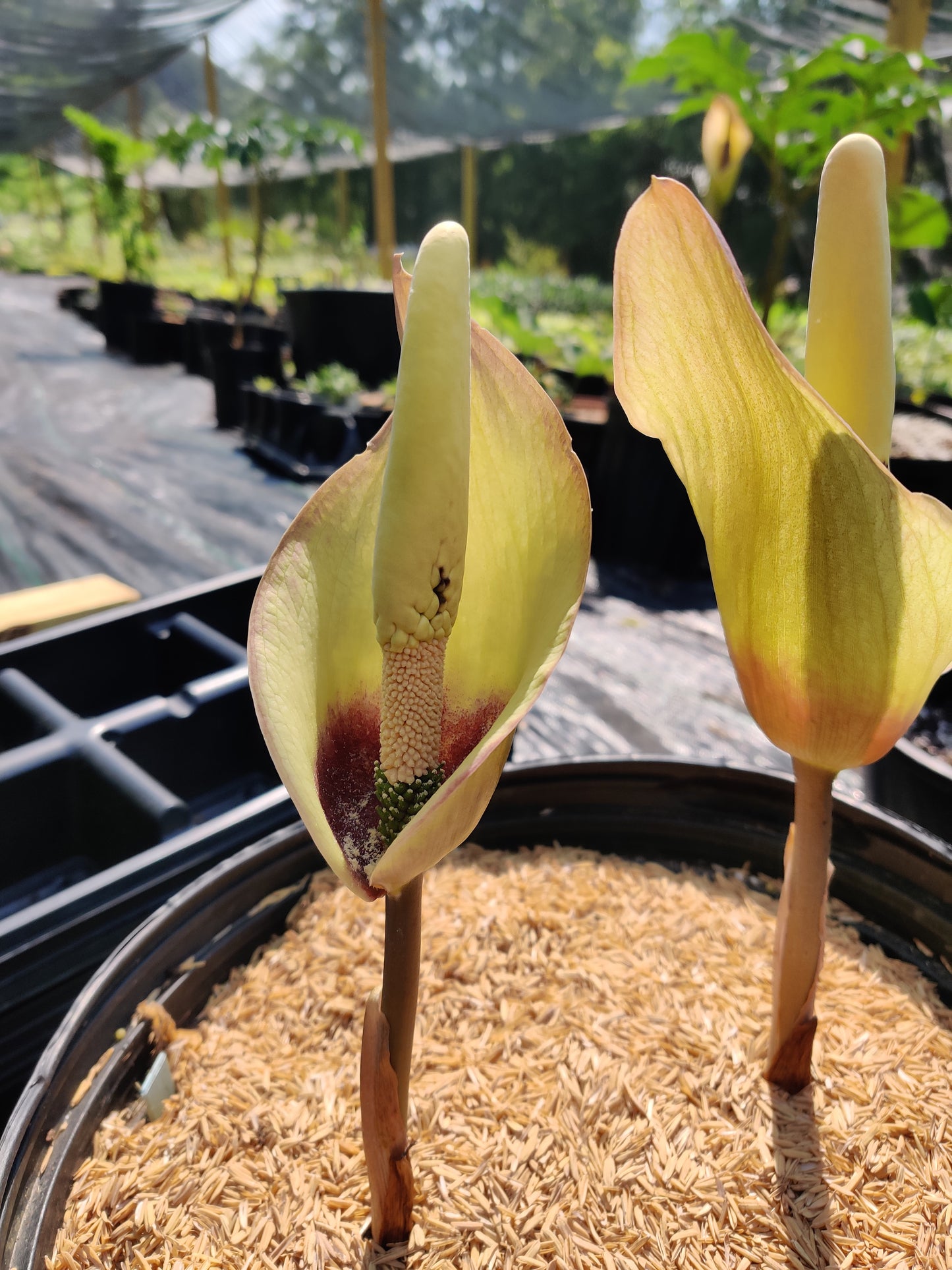 Amorphophallus fuscus Tropical Tuberous Aroid