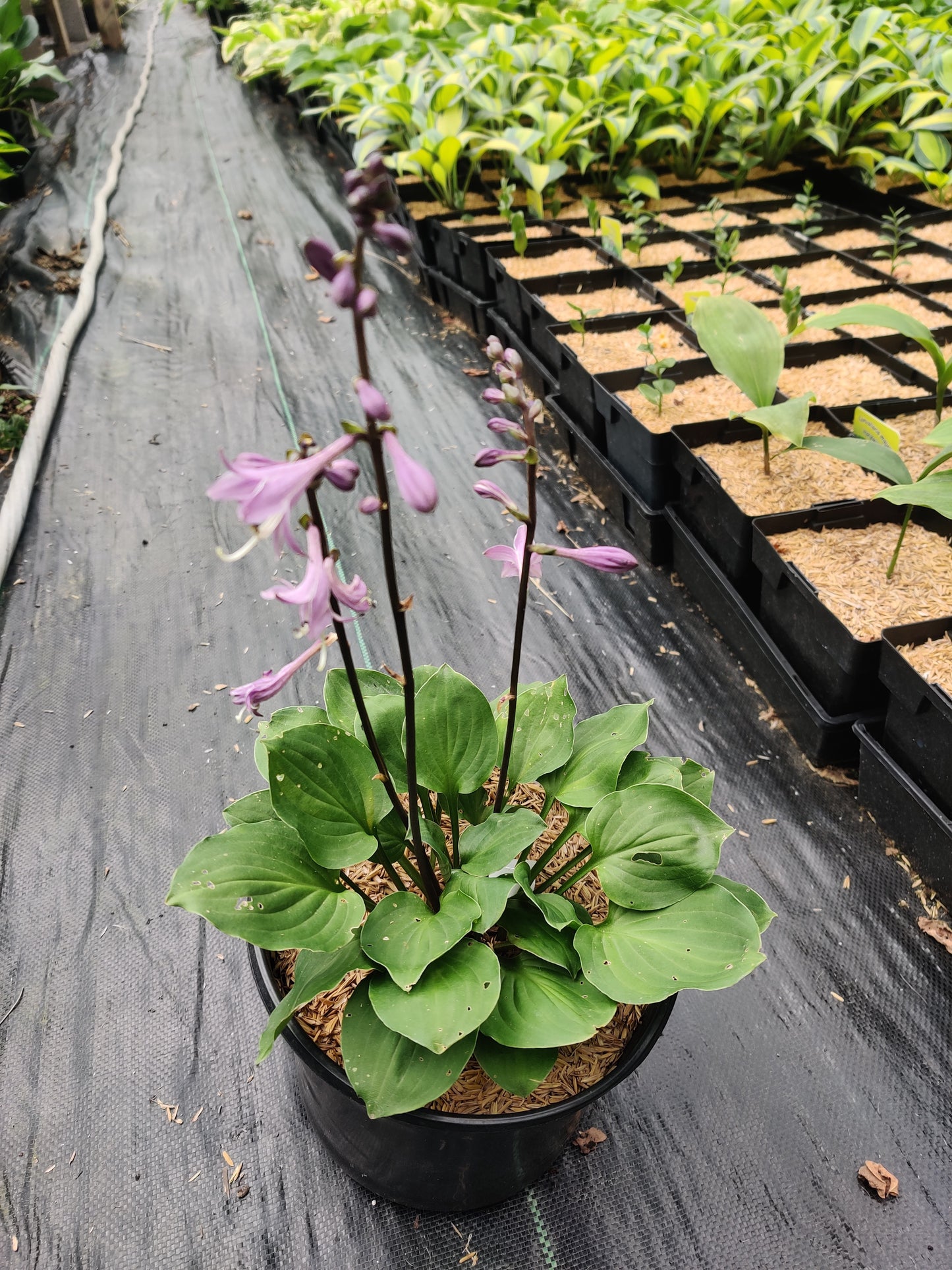 Hosta Dark Side of the Moon OS 5.25" Pot Well Rooted Perennial Shade Plant