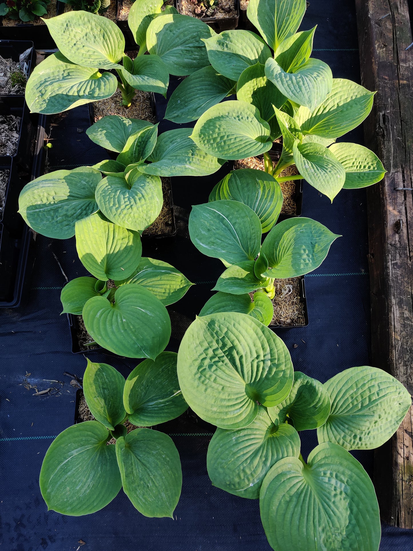 Hosta Spilt Milk 5.25" Pot Well Rooted Perennial Shade Plant