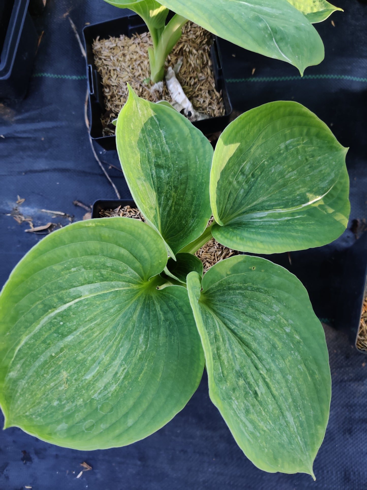 Hosta Spilt Milk 5.25" Pot Well Rooted Perennial Shade Plant