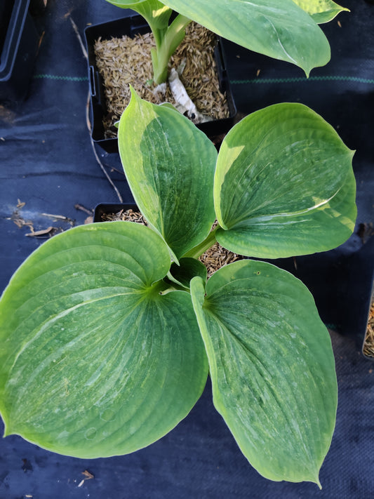 Hosta Spilt Milk 5.25" Pot Well Rooted Perennial Shade Plant