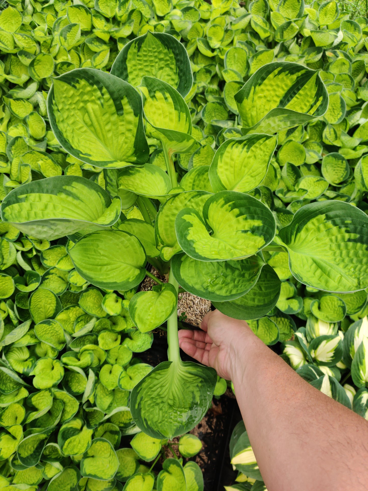4 Plant Mystery Box! Surprise Gorgeous Plants You Will Love!