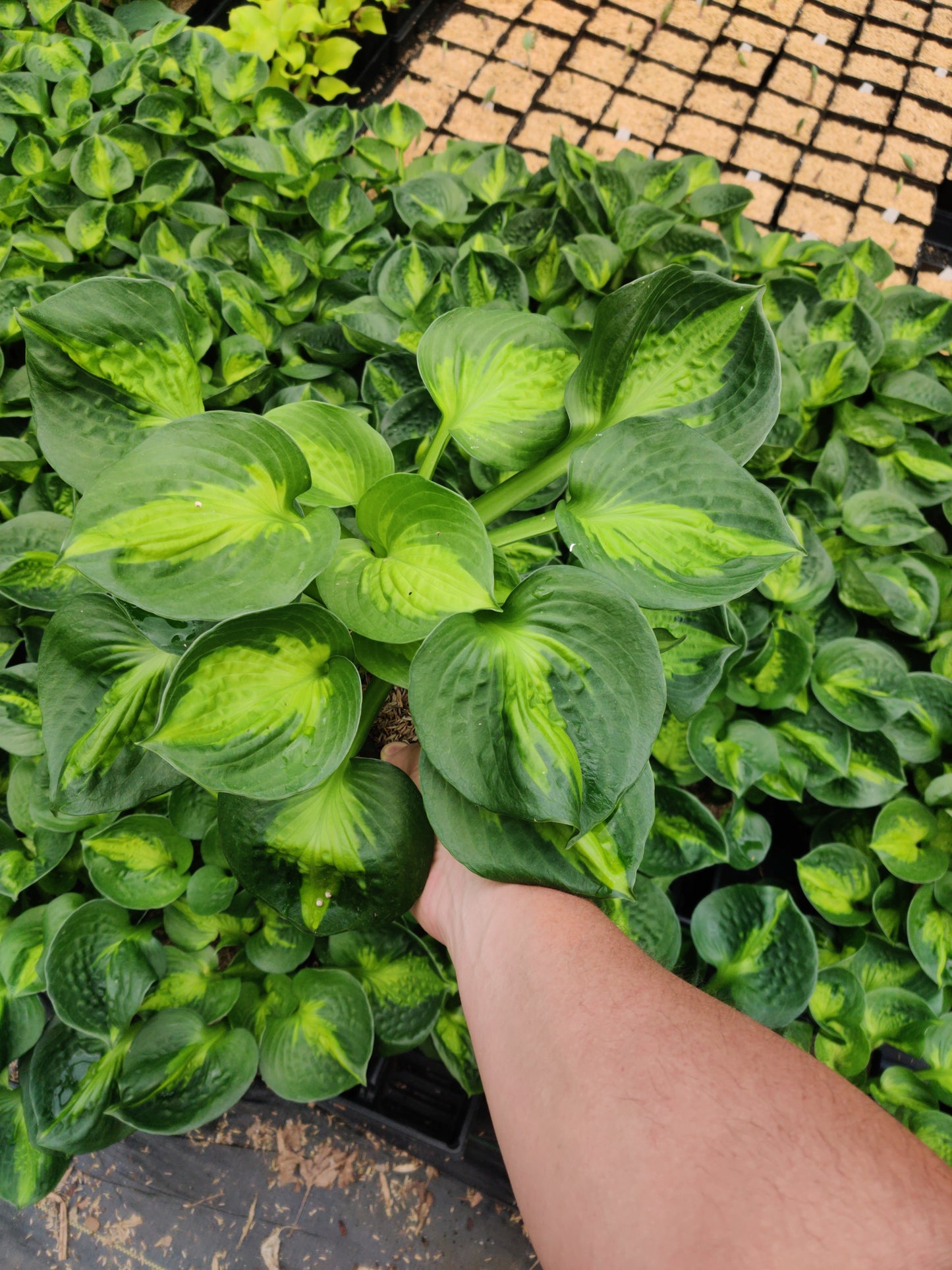 4 Plant Mystery Box! Surprise Gorgeous Plants You Will Love!