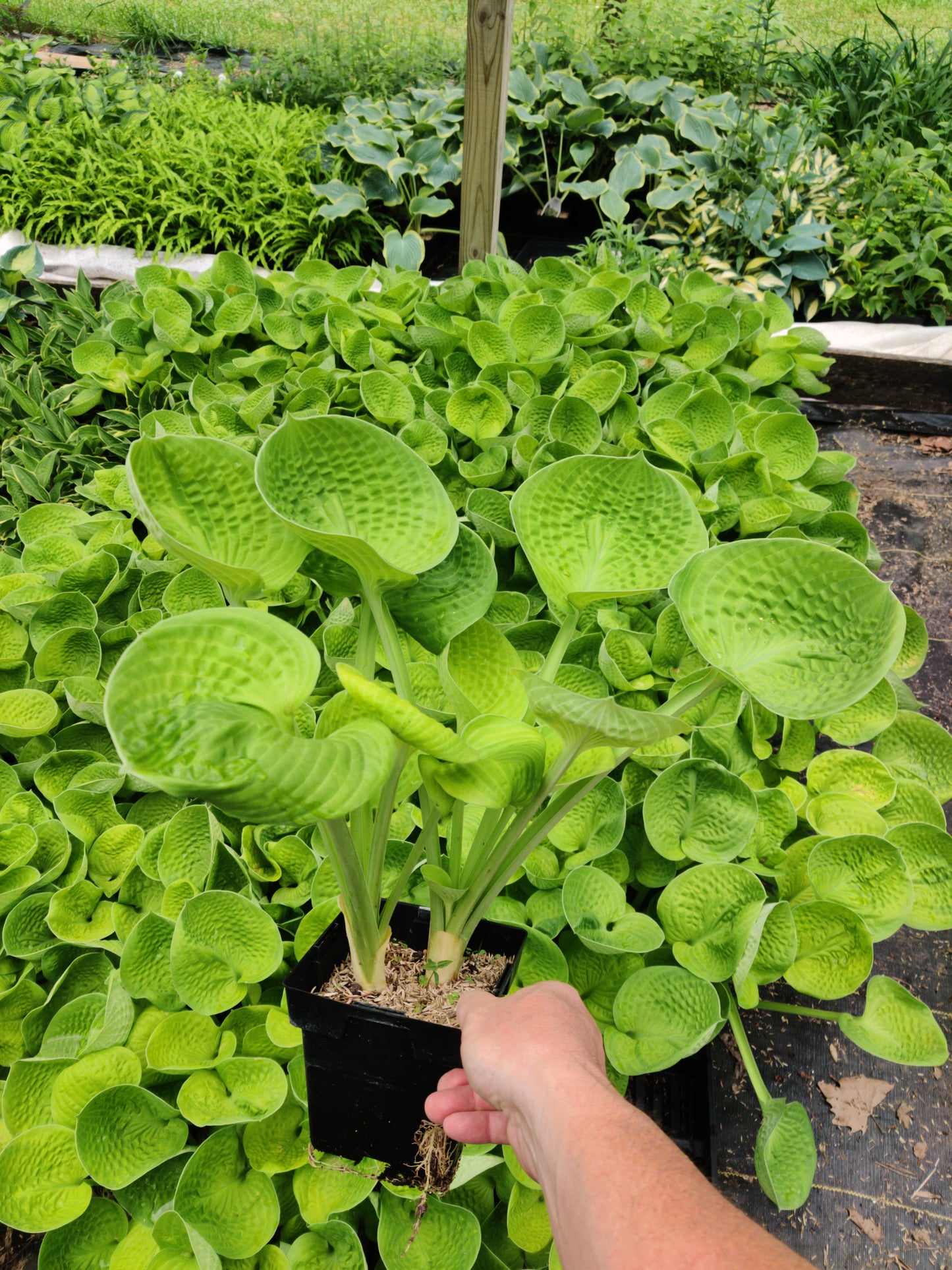 4 Plant Mystery Box! Surprise Gorgeous Plants You Will Love!