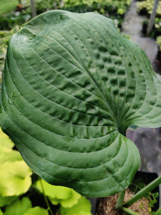 Bumpy Beauties