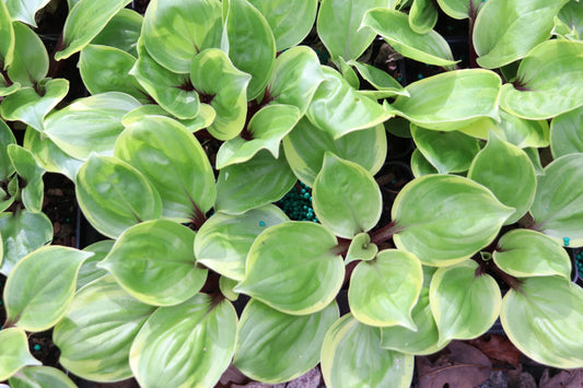 Hosta One Trip Salad Bar 5.25" Pot Well Rooted Perennial Shade Plant