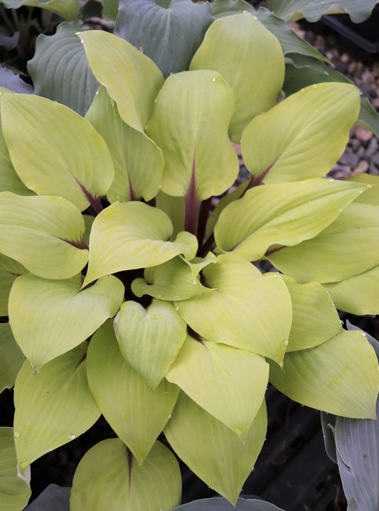 Hosta Rough Lemon 5.25" Pot Well Rooted Perennial Shade Plant
