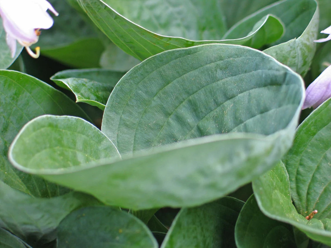 Hosta Inside Scoop 5.25" Pot Well Rooted Perennial Shade Plant