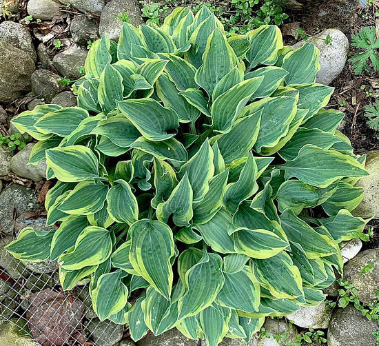 Hosta Jersey Shore 5.25" Pot Well Rooted Perennial Shade Plant