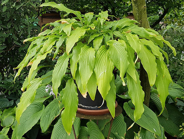 Hosta Kempen Waving Shadow 5.25" Pot Well Rooted Perennial Shade Plant