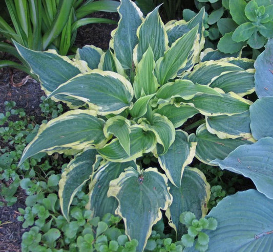 Hosta Leather and Lace 5.25" Pot Well Rooted Perennial Shade Plant