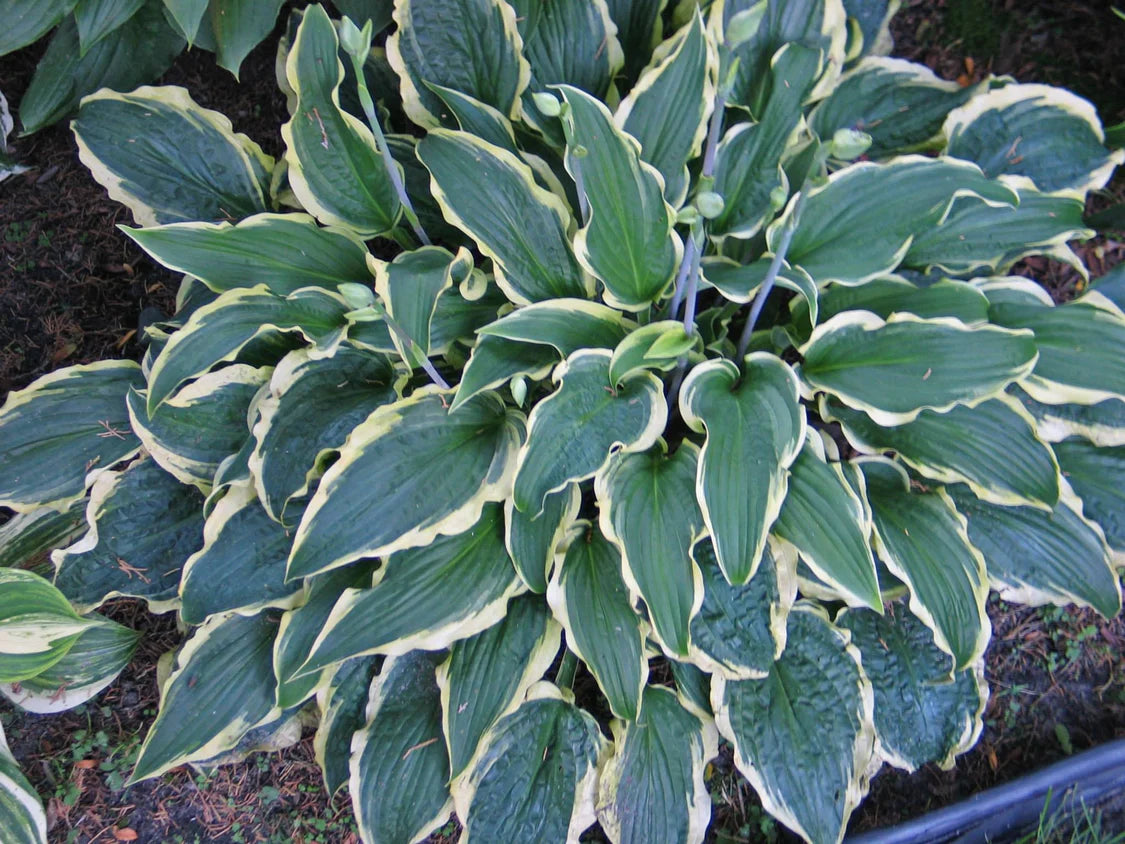 Hosta Leather and Lace 5.25" Pot Well Rooted Perennial Shade Plant