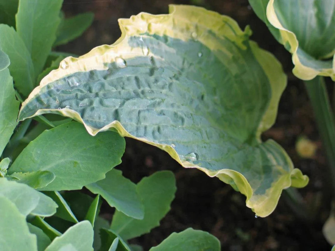 Hosta Leather and Lace 5.25" Pot Well Rooted Perennial Shade Plant