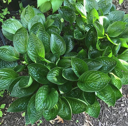 Midnight Oil Hosta 5.25" Pot Shiny Dark Leaves Perennial