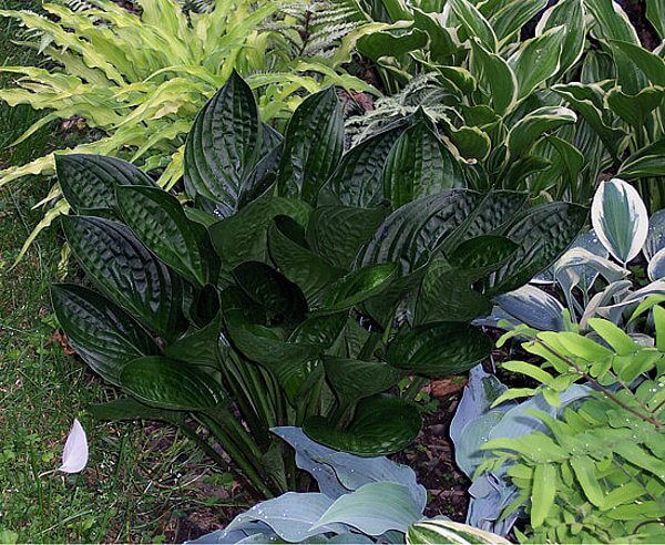 Midnight Oil Hosta 5.25" Pot Shiny Dark Leaves Perennial