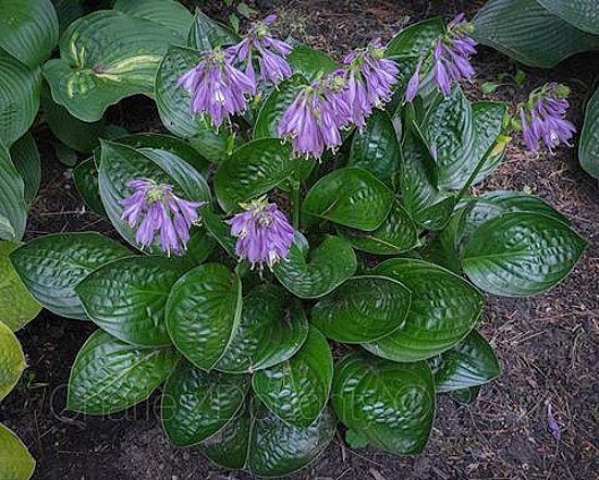 Midnight Oil Hosta 5.25" Pot Shiny Dark Leaves Perennial