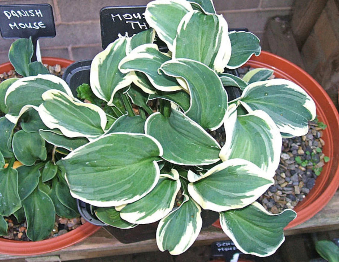 Hosta Mouse on the Moon 5.25" Pot Well Rooted Perennial Shade Plant