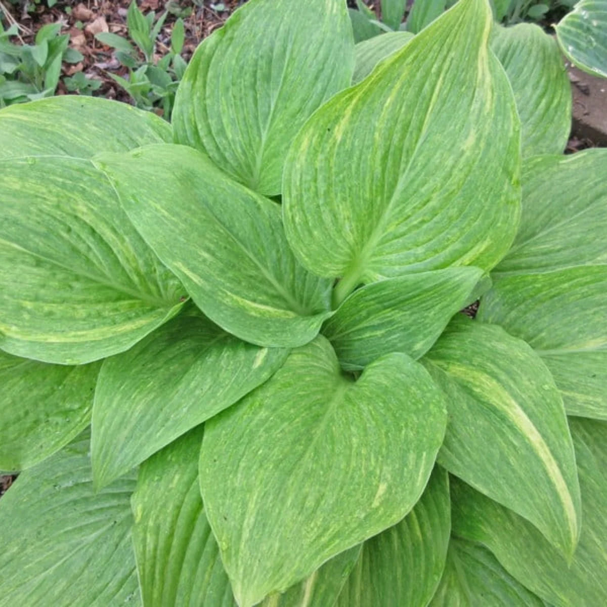Hosta Mr. Mister 5.25" Pot Well Rooted Perennial Shade Plant