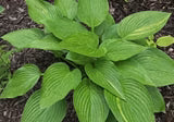 Hosta Mr. Mister 5.25" Pot Well Rooted Perennial Shade Plant