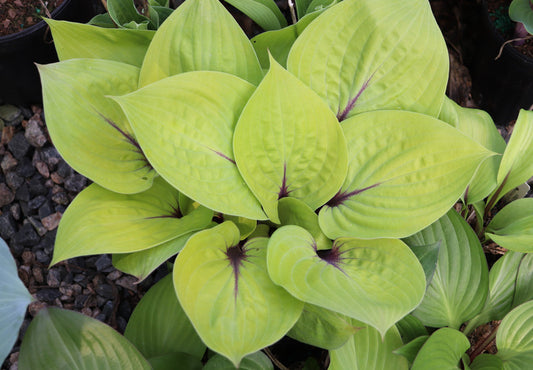 Hosta Peach Brandy 5.25" Pot Well Rooted Perennial Shade Plant