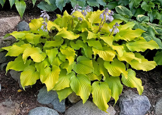 Hosta Phoenix Feathers 5.25" Pot Well Rooted Perennial Shade Plant